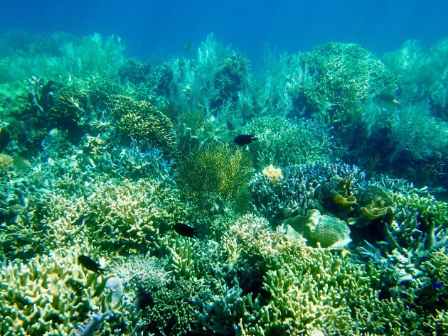 Gezonde koraaltuin