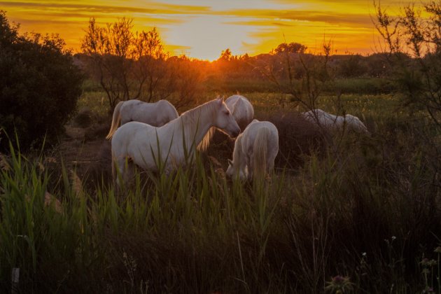 De witte paarden van de Camargue