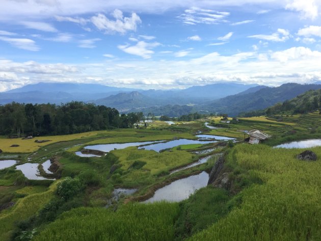 Rijst in Tana Toraja
