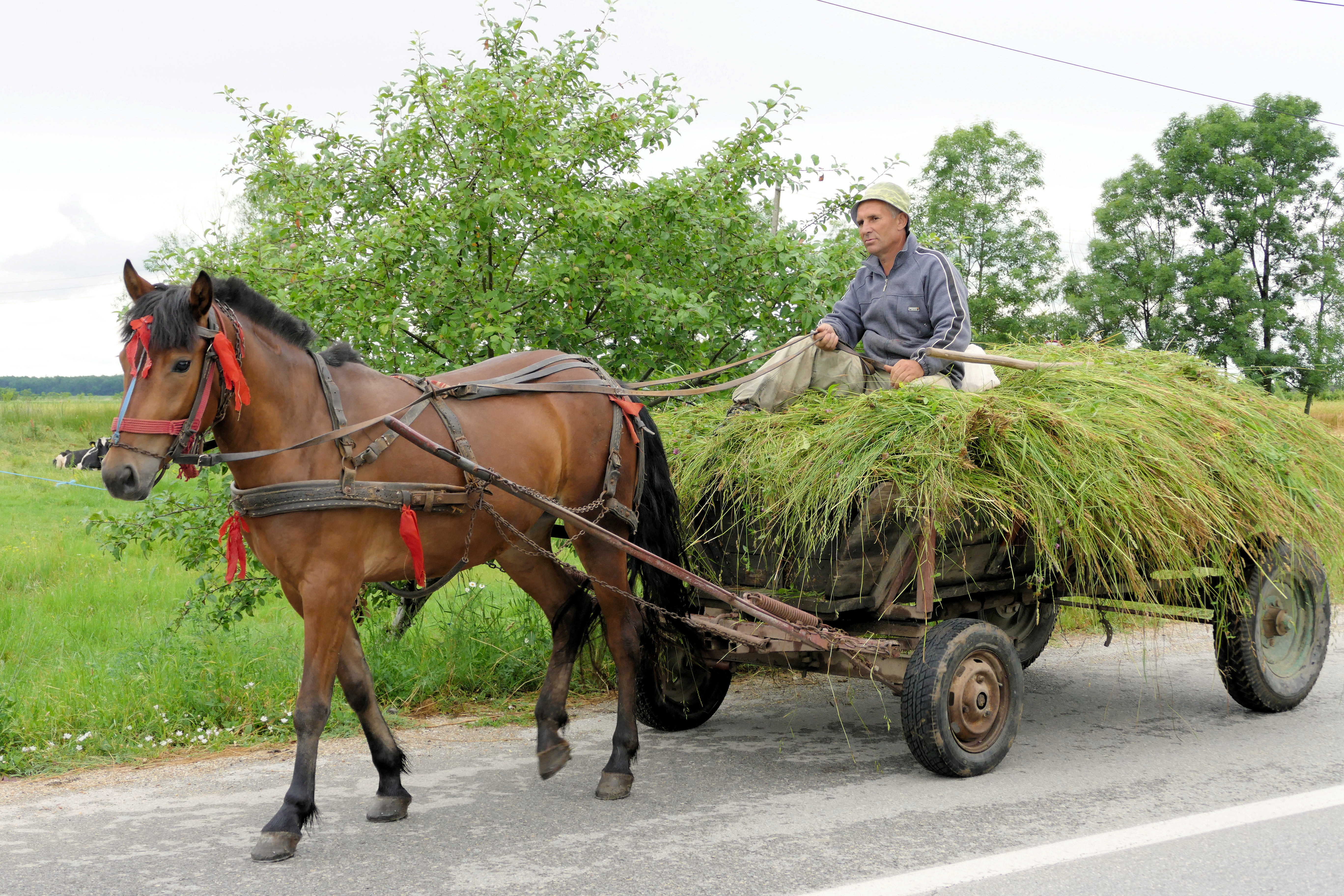 Zeeman Belastingbetaler dak Paard-en-wagen in Zuid Roemenie | Columbus Travel
