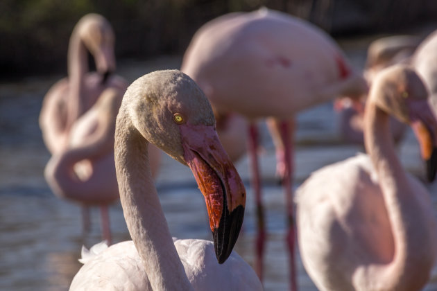 Oog in oog met een flamingo