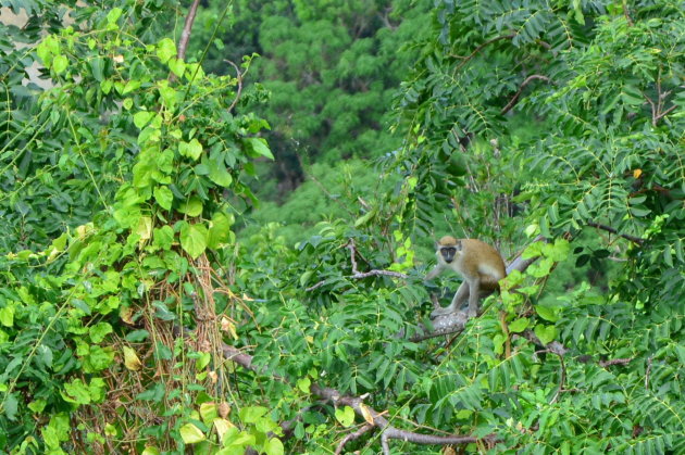 Sint Maarten Pic Paradis aapjes kijken