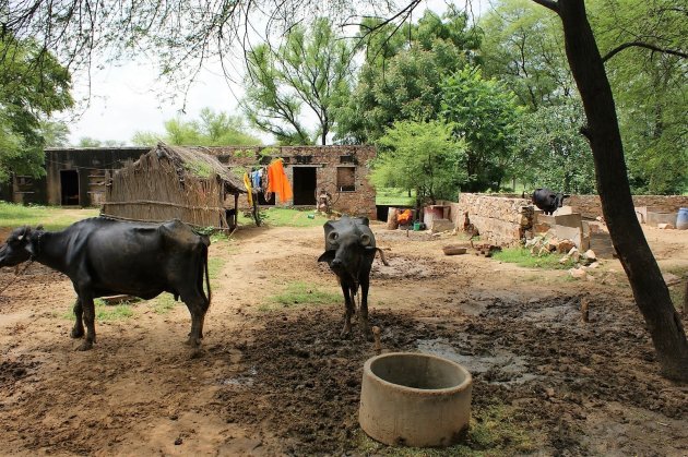 Het houden van koeien in een Indiaans dorp