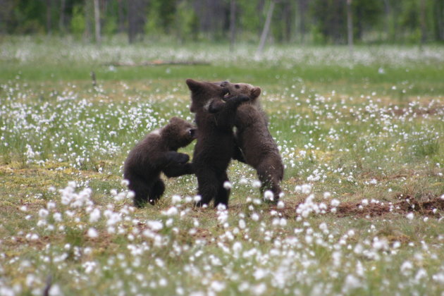 Jonge bruine beren spelen