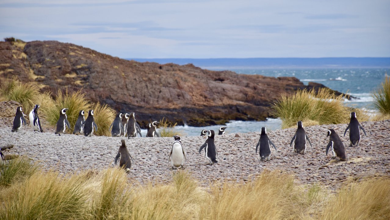 Penguins spotten aan de Oostkust van Argentinië.