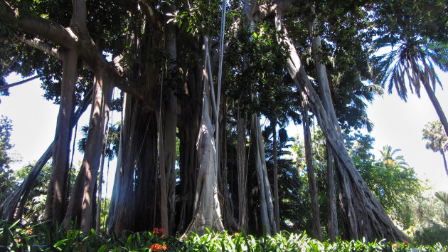 Ficus in El Jardín Botánico de Puerto de La Cruz