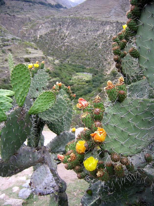 cactusbloemen