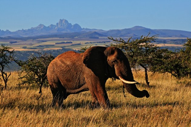 Mount  Kenya