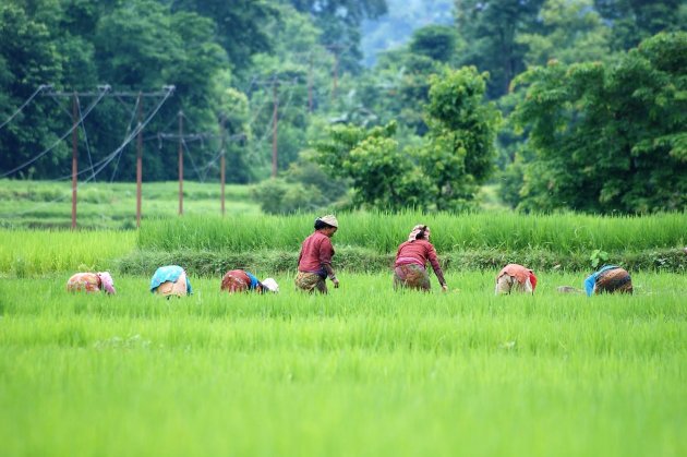 Aan het werk in het rijstveld