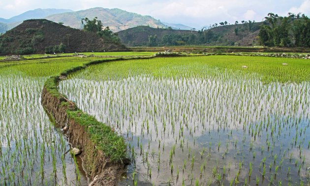 Jonge rijstplantjes