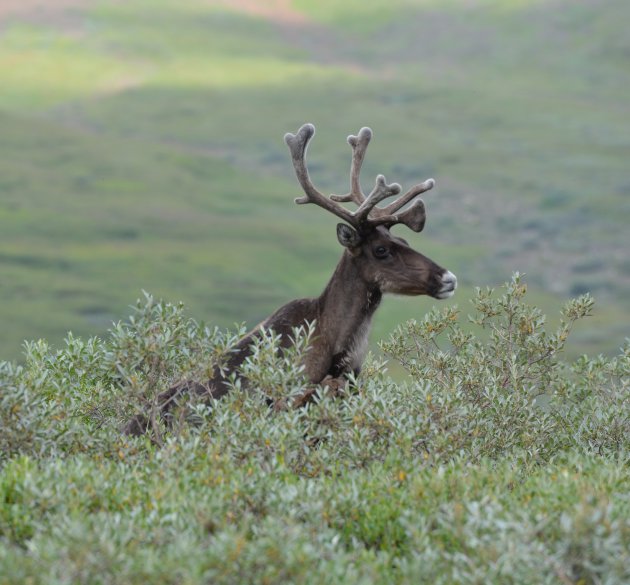 Wildlife spotten in Denali National Park