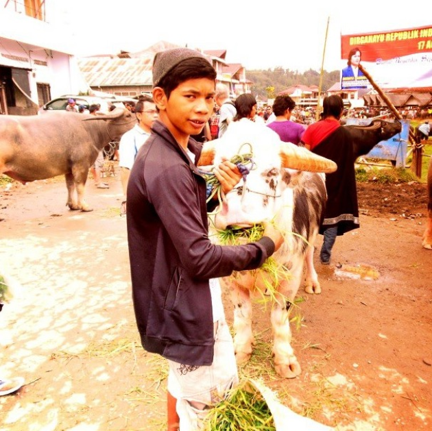 Koehandel op Sulawesi