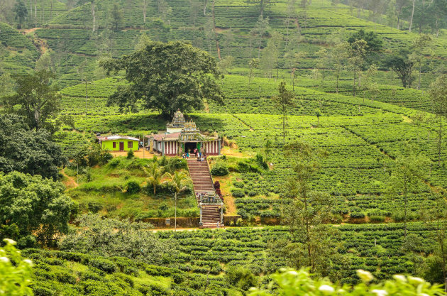 Hindu tempel middenin thee plantage