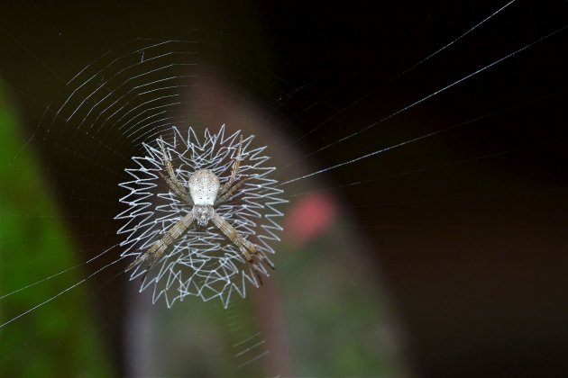 Het betere spinnenwerk