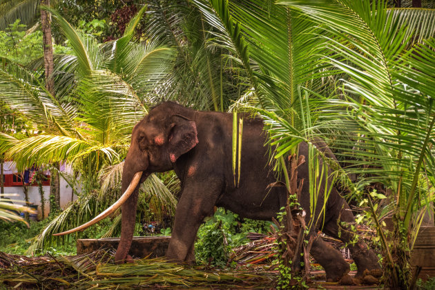 Olifantenproject in Sri Lanka