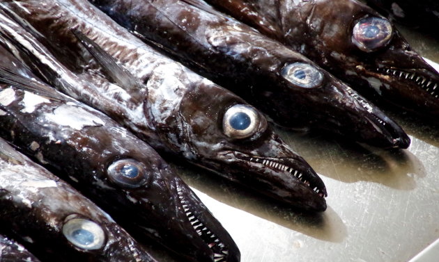 Horrorvisjes op de leukste markt van Funchal