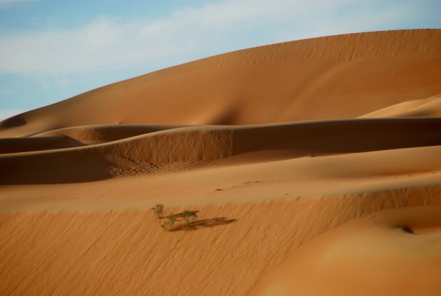 Dappere boompjes in de woestijn