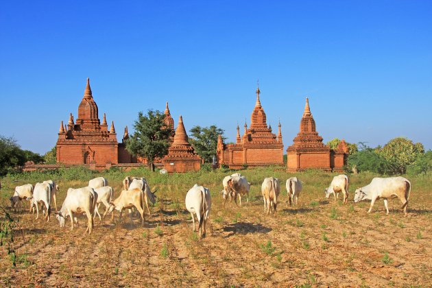 Veeteelt in Bagan