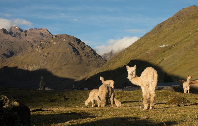 Lama's en alpacca's in de vroege ochtend
