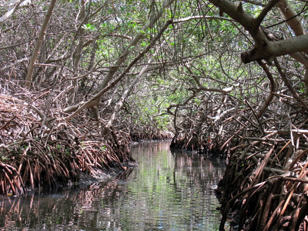 Tropische mangrove