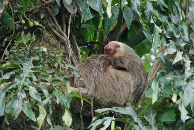 World Sloth Day