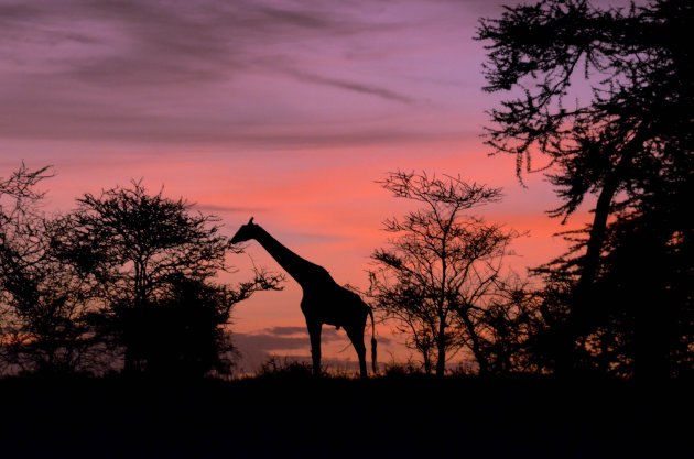 De Serengeti ontwaakt