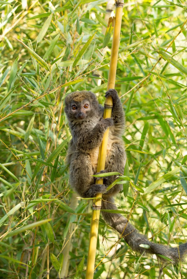 Bamboe lemur