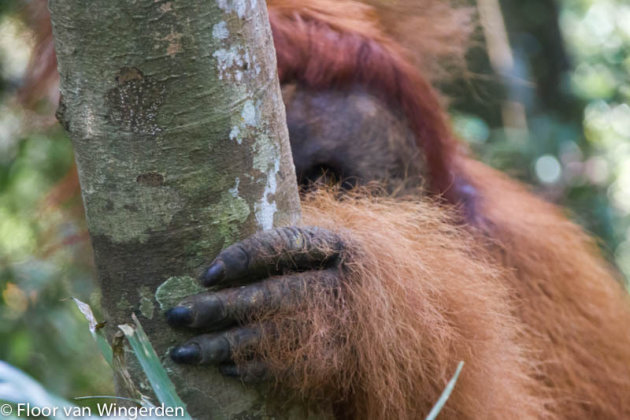 Verstoppertje spelen met orang oetangs
