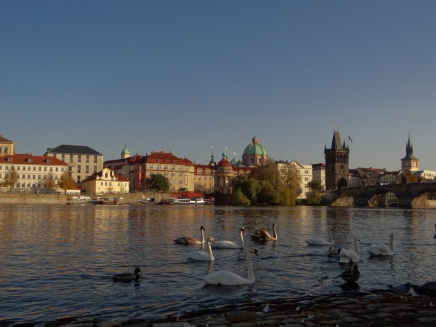 Zwanenmeer in Praag