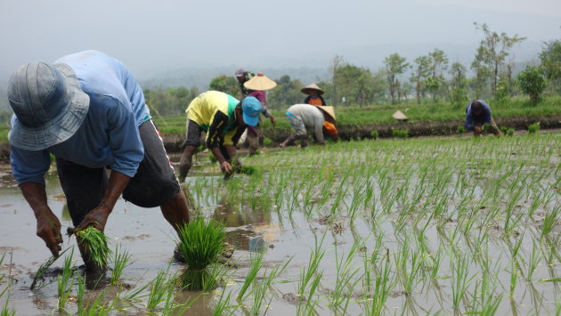 Rijst planten op Lombok