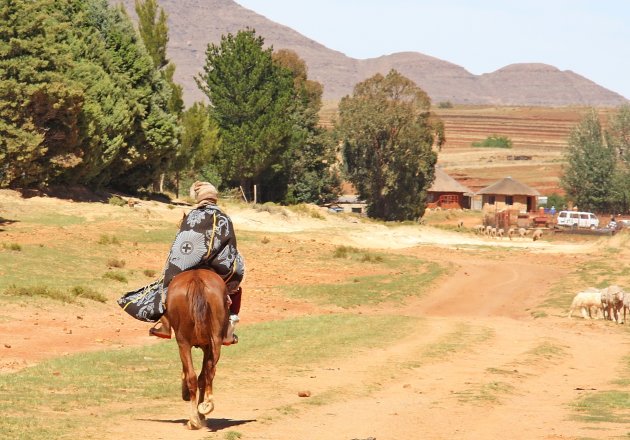 Lesotho ponies