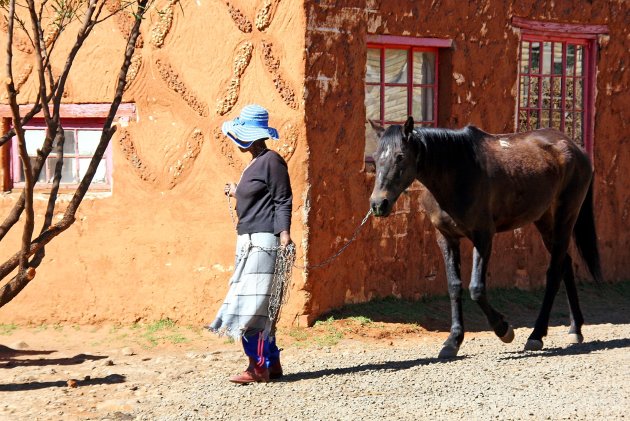 Lesotho pony