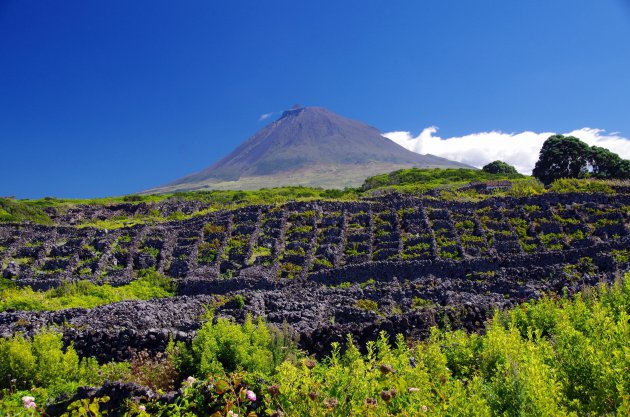 De lava-wijngaarden van Pico