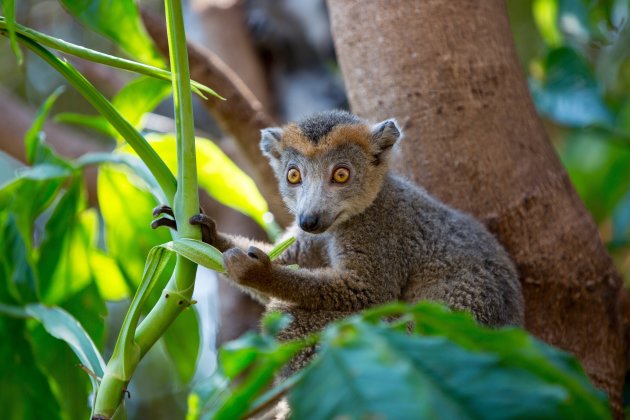 De Gekroonde Lemur