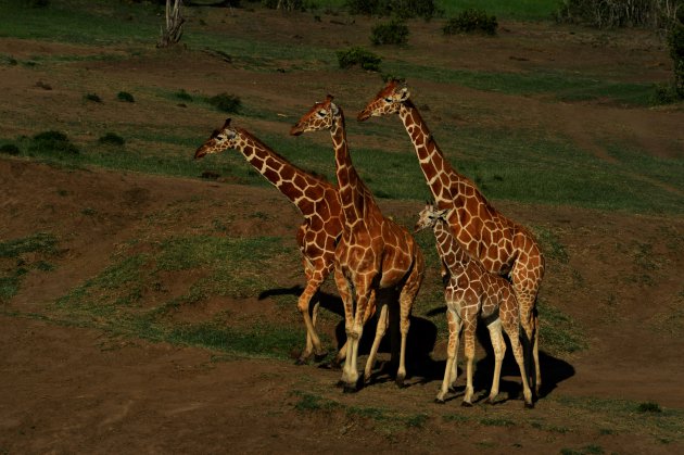 Retaculated giraffen