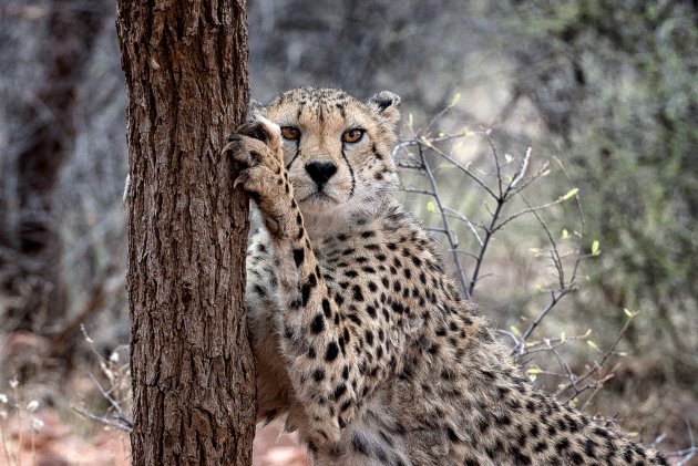 Cheeta's spotten