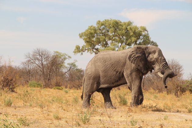 Imposante olifant