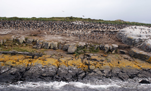 Duizenden pinguïns op de rotsen