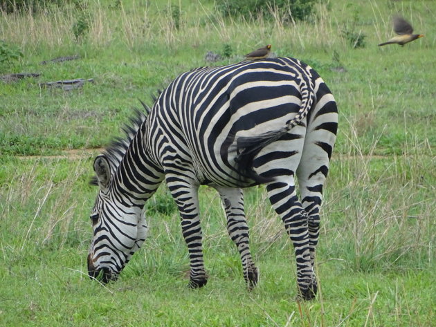 Ossenpikker op zebra