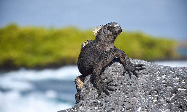 Ontspannen op het strand van Tortuga Bay op de Galapagos Eilanden.