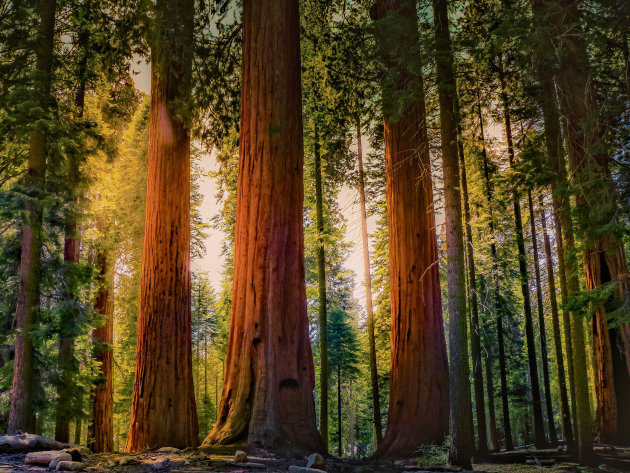 Sequoia Nationaal Park