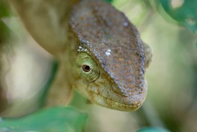 Close-up kameleon
