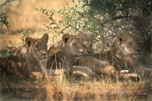 Jonge leeuwen onder acacia