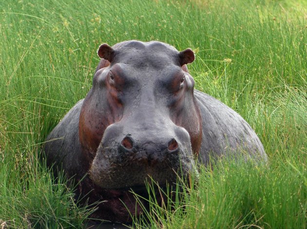 Nijlpaard in't groen