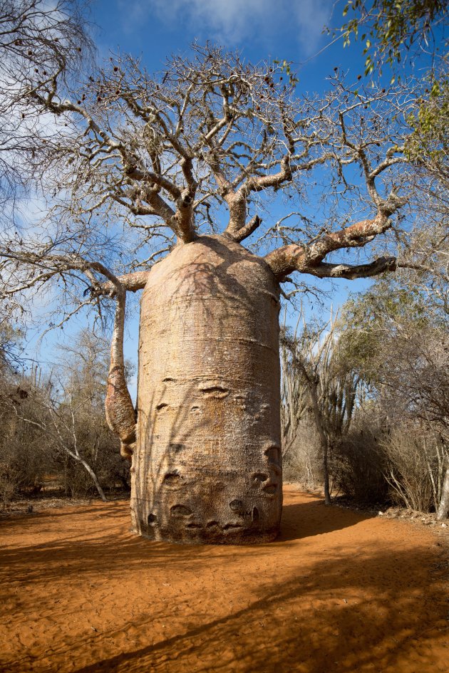 Special Baobab