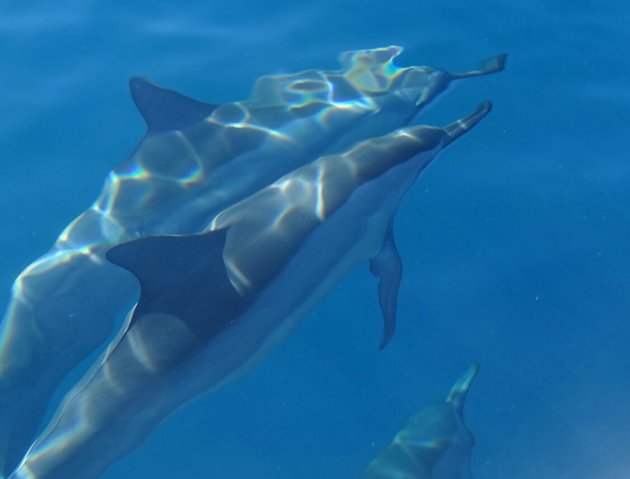 Dolfijntjes