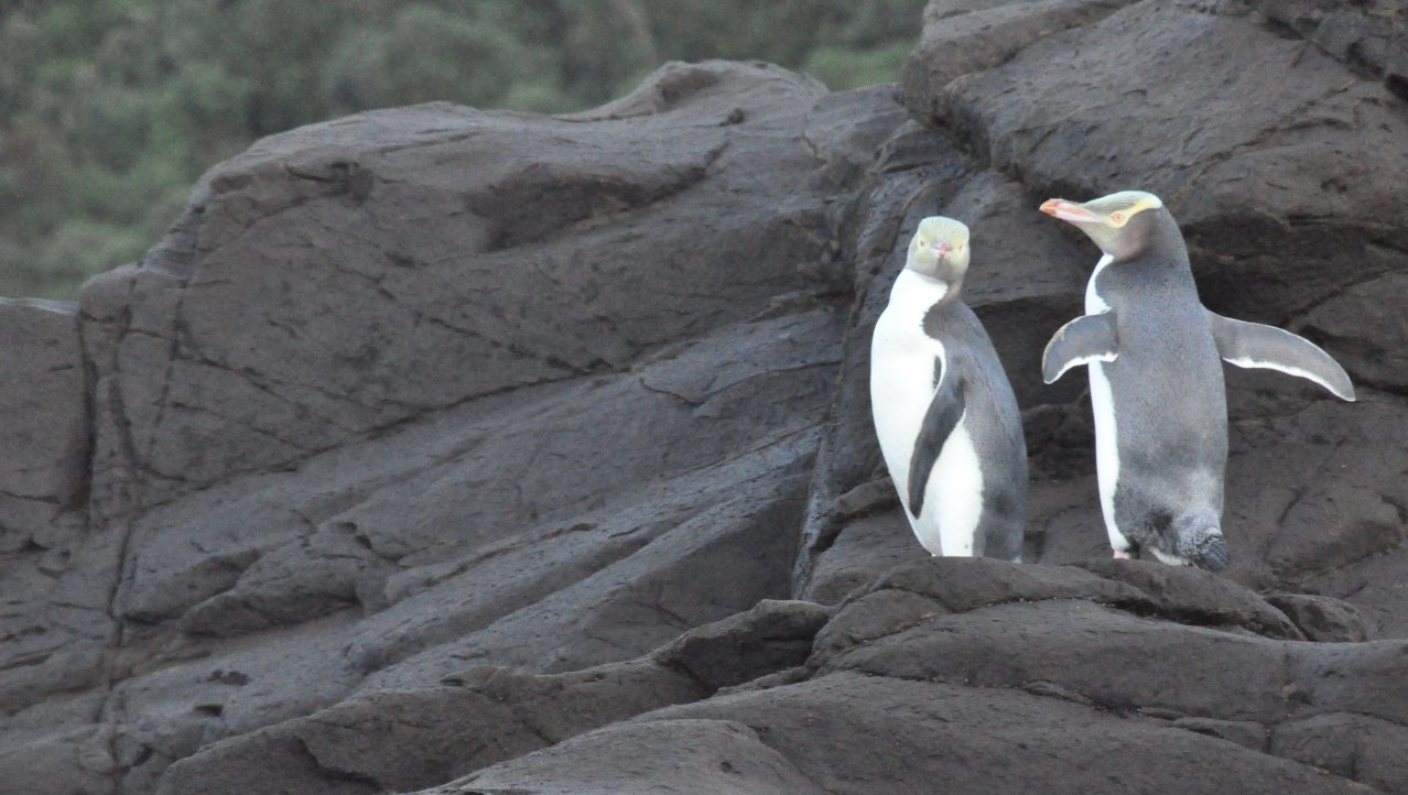 Curio Bay Pinguins