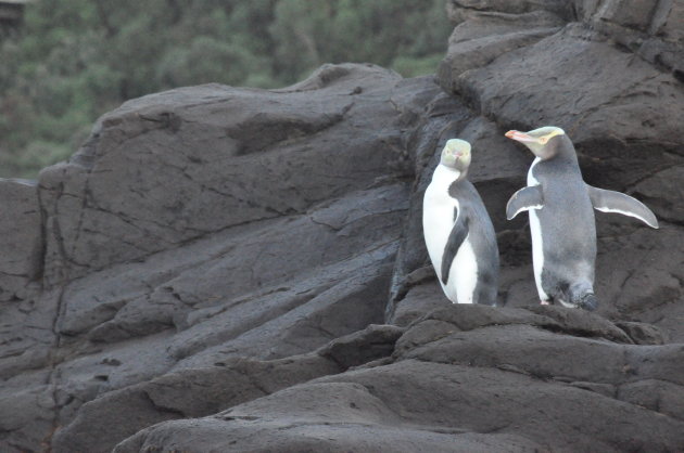 Curio Bay Pinguins