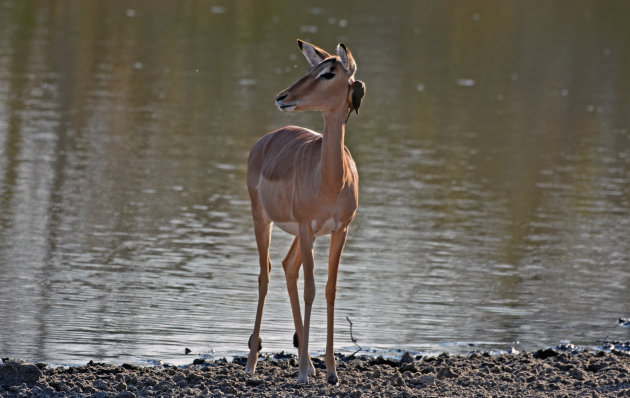 Roodsnavelossenpikker hangend aan de kop van een impala
