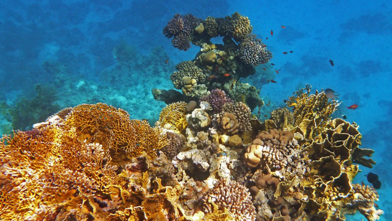 Verschillende soorten koralen in de Rode zee